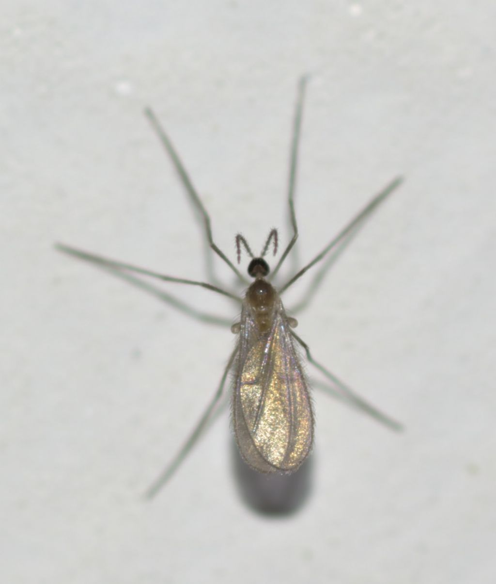 Cecidomyiidae